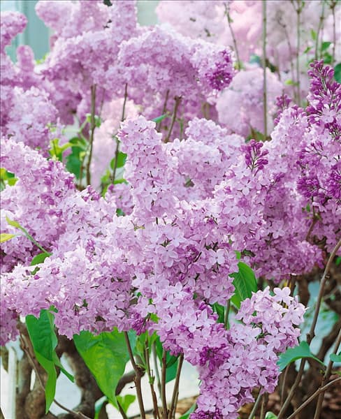 Syringa vulgaris Herman Eilers
