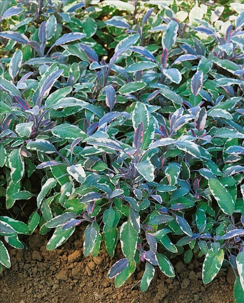 Salvia officinalis Tricolor