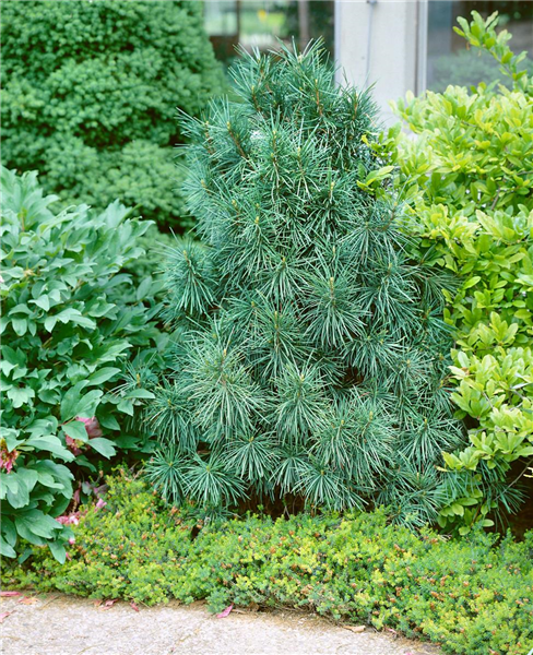 SCIADOPITYS VERTICILLATA