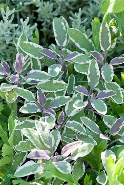 Salvia officinalis Tricolor