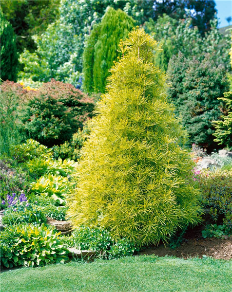 SCIADOPITYS VERTICILLATA