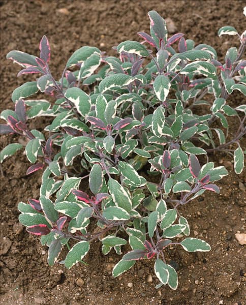 Salvia officinalis Tricolor