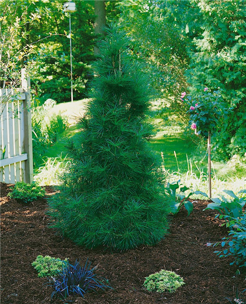 SCIADOPITYS VERTICILLATA