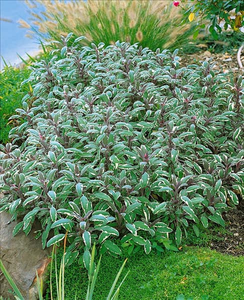 Salvia officinalis Tricolor