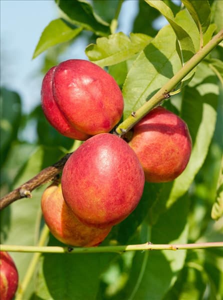 Prunus persica var. nucipersica Supercrimson ®