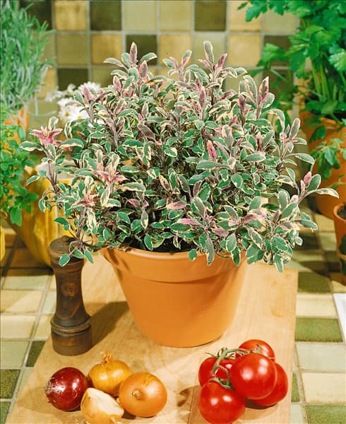 SALVIA OFFICINALIS TRICOLOR