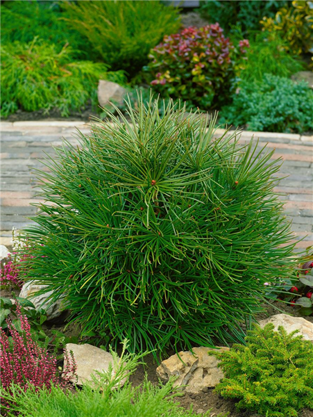 Sciadopitys verticillata Compacta