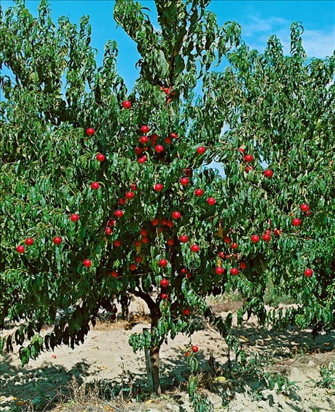 Nektarine / Prunus persica var. nucipersica Baum