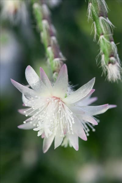 Rhipsalis pilocarpa