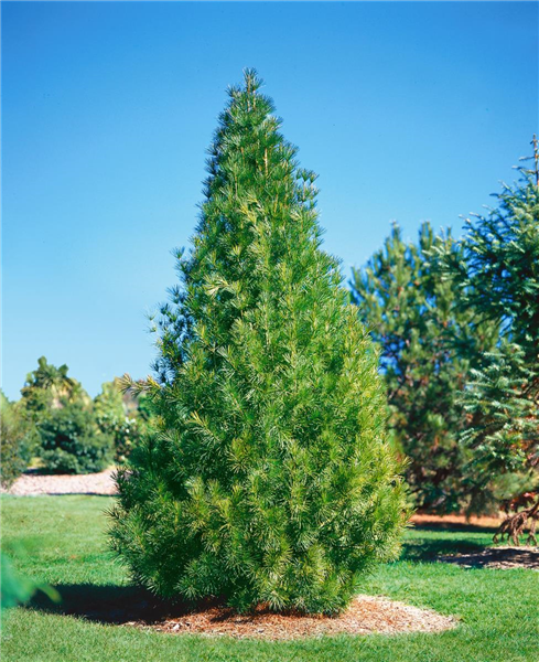 SCIADOPITYS VERTICILLATA
