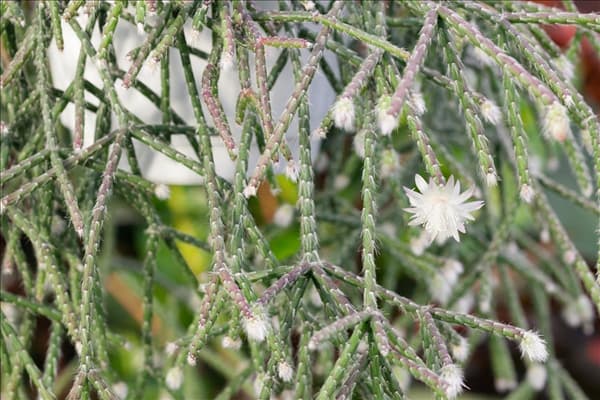 Rhipsalis pilocarpa
