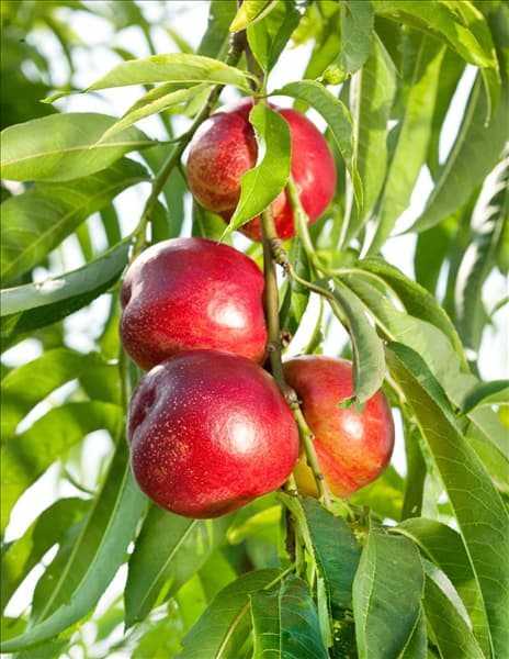 Prunus persica var. nucipersica Snowqueen