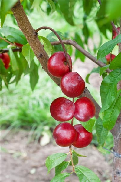 Prunus persica var. nucipersica Nectared 4