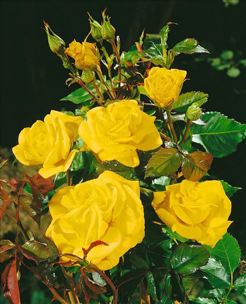 Floribunda Rose TYPE FRIESIA