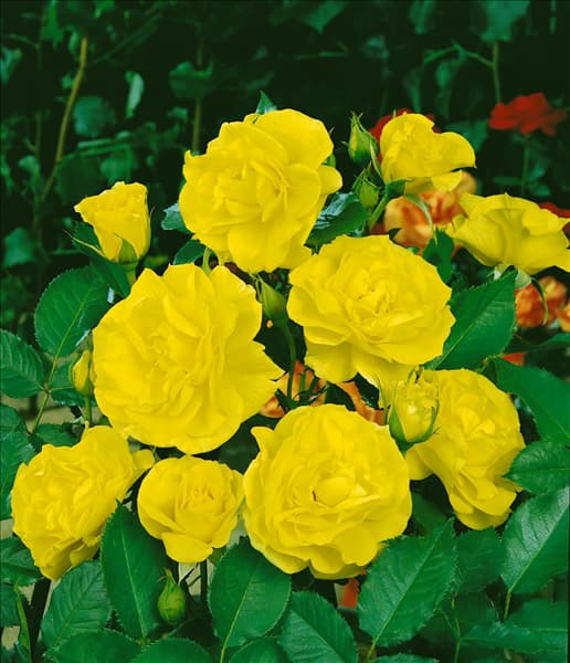 Floribunda Rose TYPE FRIESIA