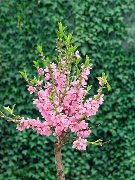 Prunus persica var. nucipersica