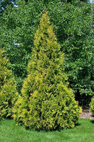 Thuja occidentalis Yellow Ribbon