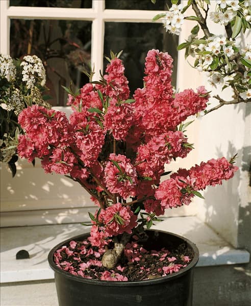 Nektarine / Prunus persica var. nucipersica Garden Beauty im Topf