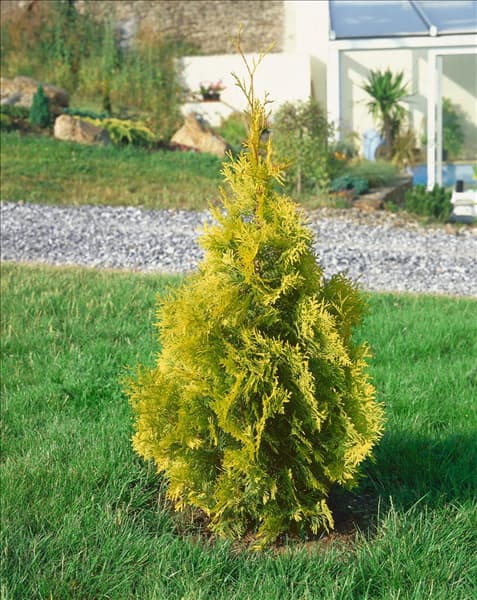 THUJA OCCIDENTALIS YELLOW  RIBBON