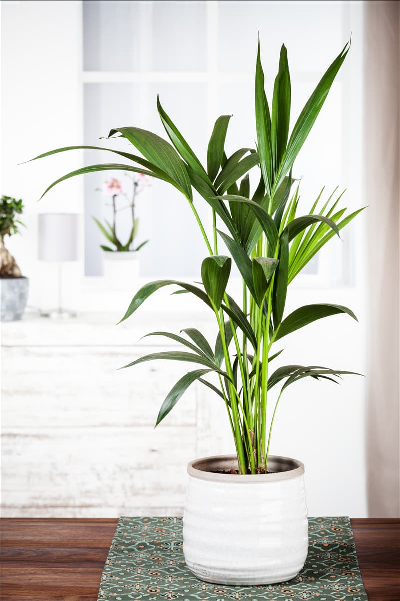 Howea forsteriana