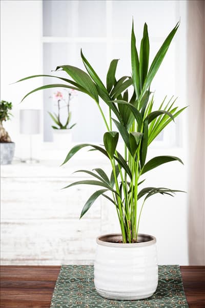 Howea forsteriana
