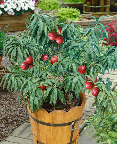 Prunus persica var. nucipersica