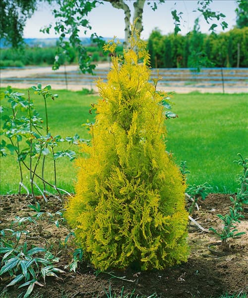 THUJA OCCIDENTALIS YELLOW RIBBON