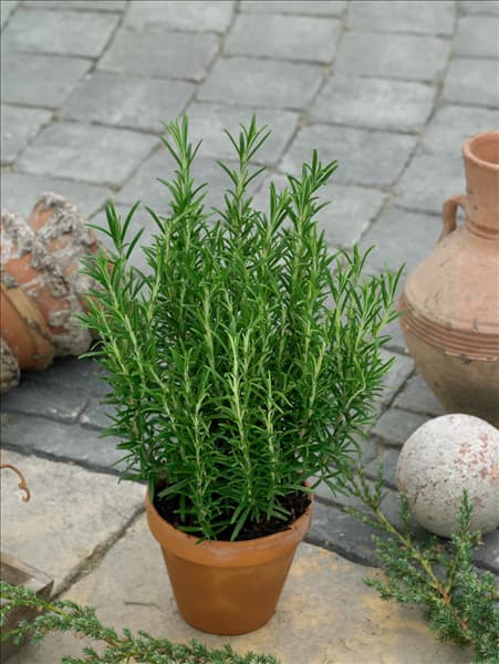 Rosmarinus officinalis