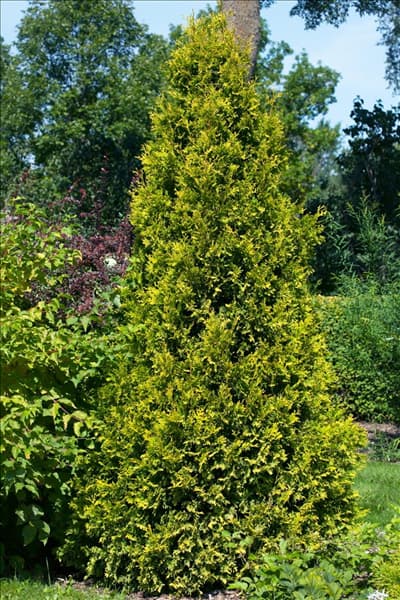 Thuja occidentalis Yellow Ribbon