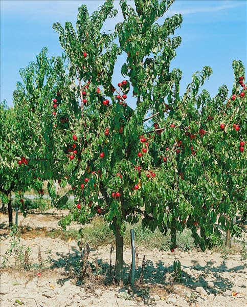 Nektarine / Prunus persica var. nucipersica Baum