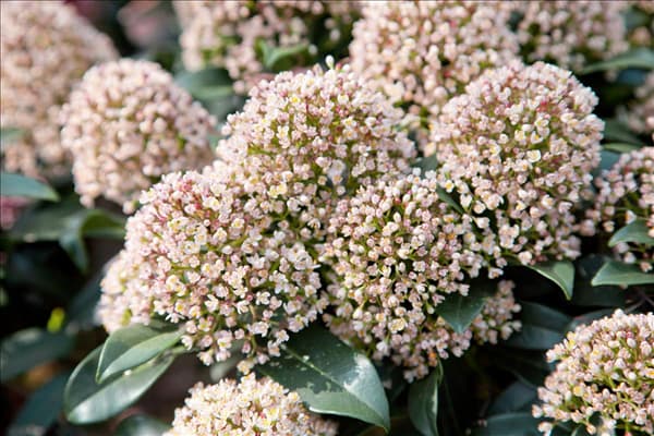 Skimmia japonica Fragrant Cloud
