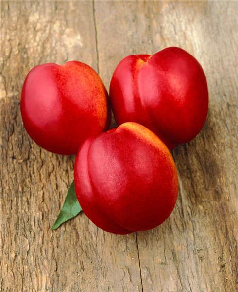 Prunus persica var. nucipersica Fantasia auf Holzbrett