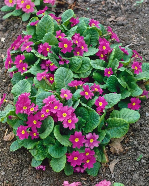 PRIMULA X PRUHONICIANA