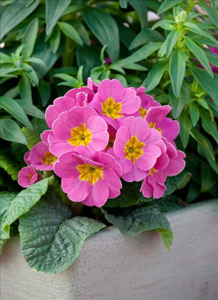 Primula x pruhoniciana SuperNova Pink