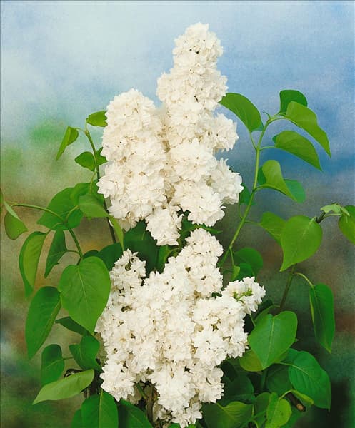 SYRINGA VULGARIS MME. LEMOINE