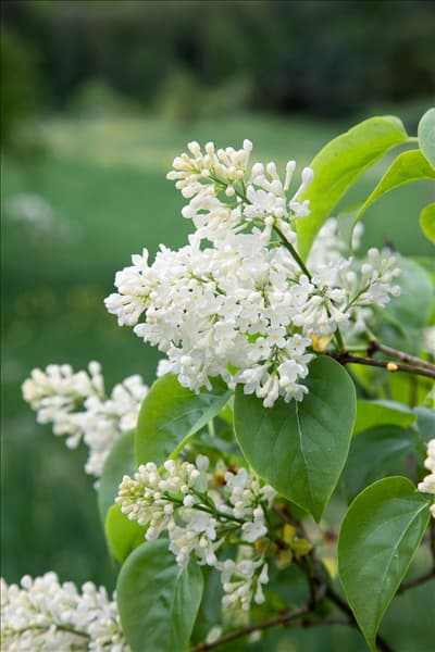 Syringa vulgaris Marie Legraye