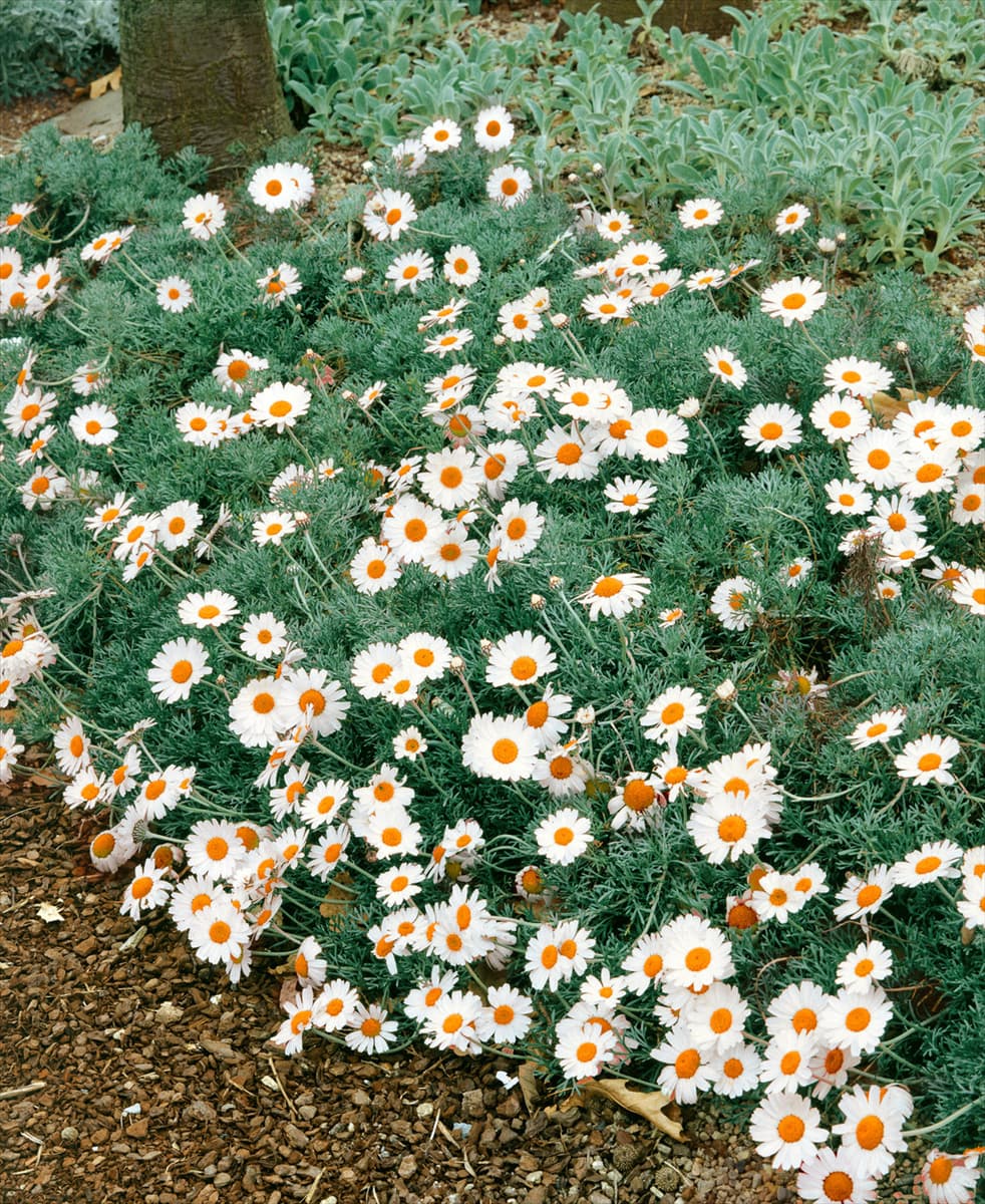Rhodanthemum African Eyes
