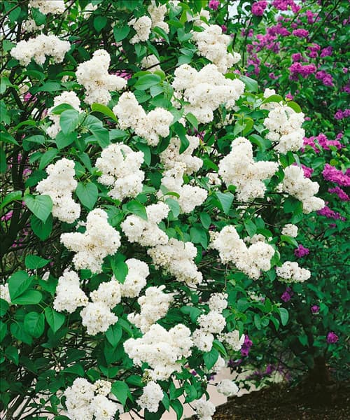 Syringa vulgaris double, white