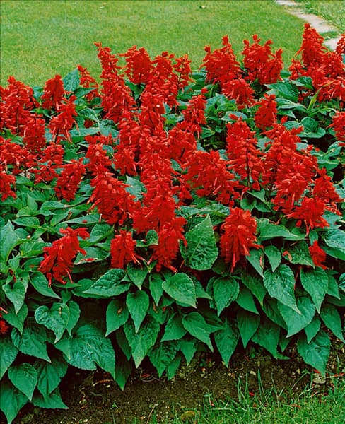 SALVIA SPLENDENS