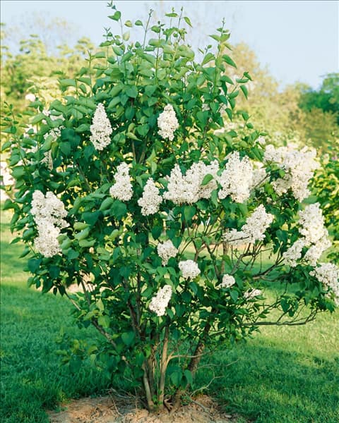 SYRINGA VULGARIS INDEPENDENCE