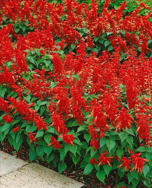 SALVIA SPLENDENS