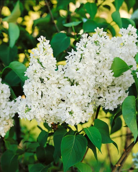 Syringa vulgaris Independence