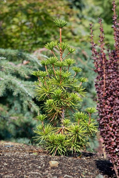 Sciadopitys verticillata Green Star