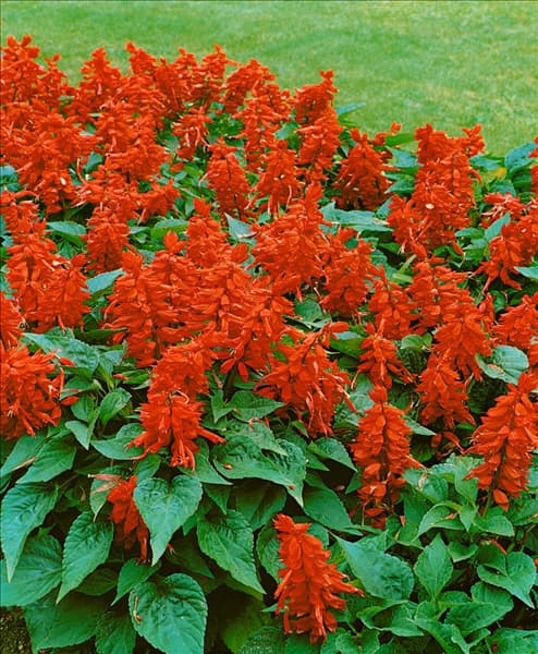 SALVIA SPLENDENS
