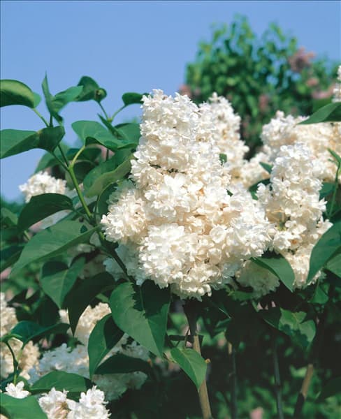 Syringa vulgaris Krasavitsa Moskvy