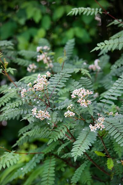 Sorbus frutescens