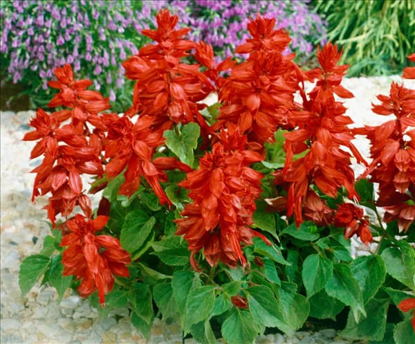 SALVIA SPLENDENS