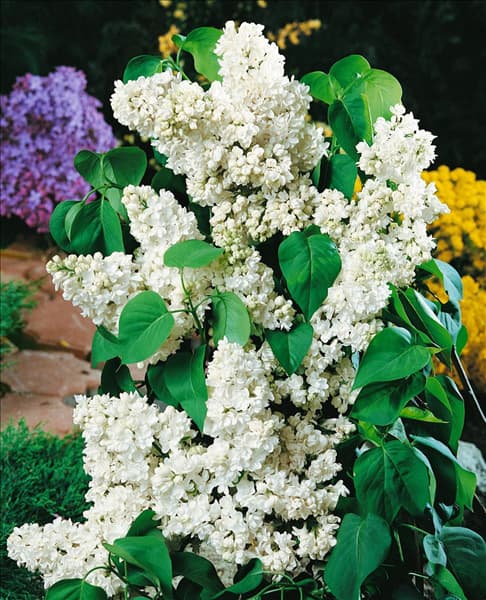 SYRINGA VULGARIS MADAME LEMOINE