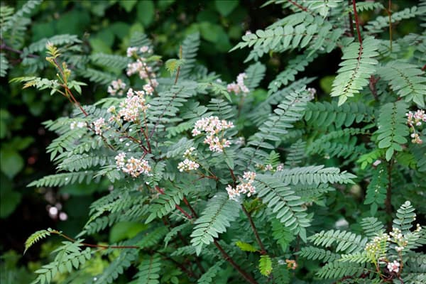 Sorbus frutescens