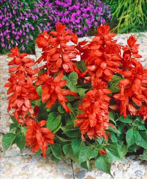 SALVIA SPLENDENS